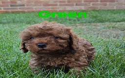 Cavapoochon dogs for sale: Male non-fade cavapoochon for sale - Image 6