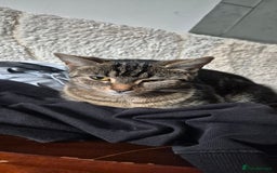 Mixed Breed cats for sale: Stunning kittens - Image 10