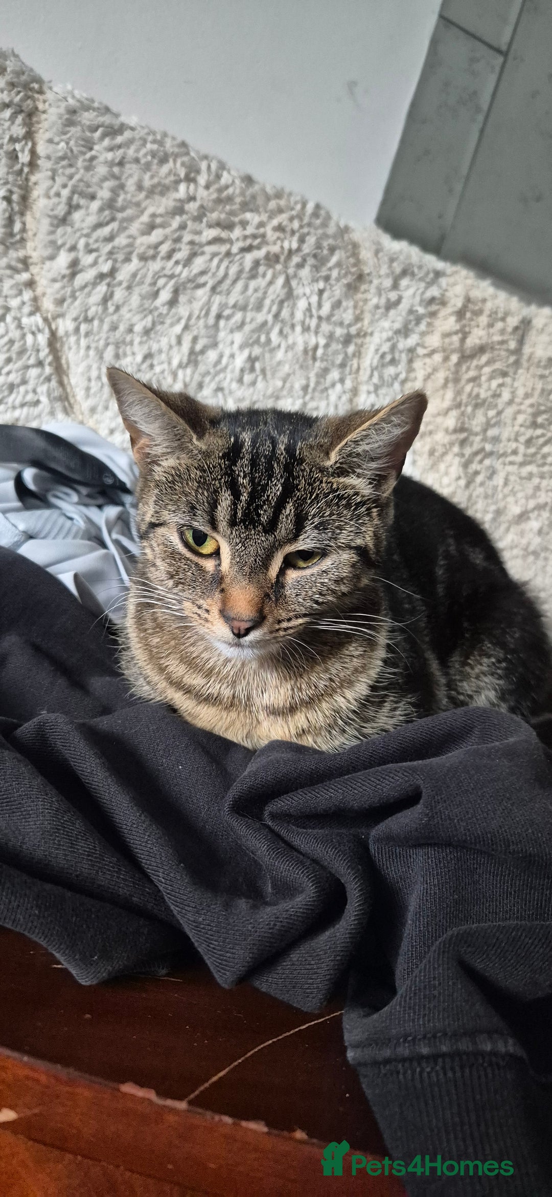 Mixed Breed cats for sale: Stunning kittens - Image 10
