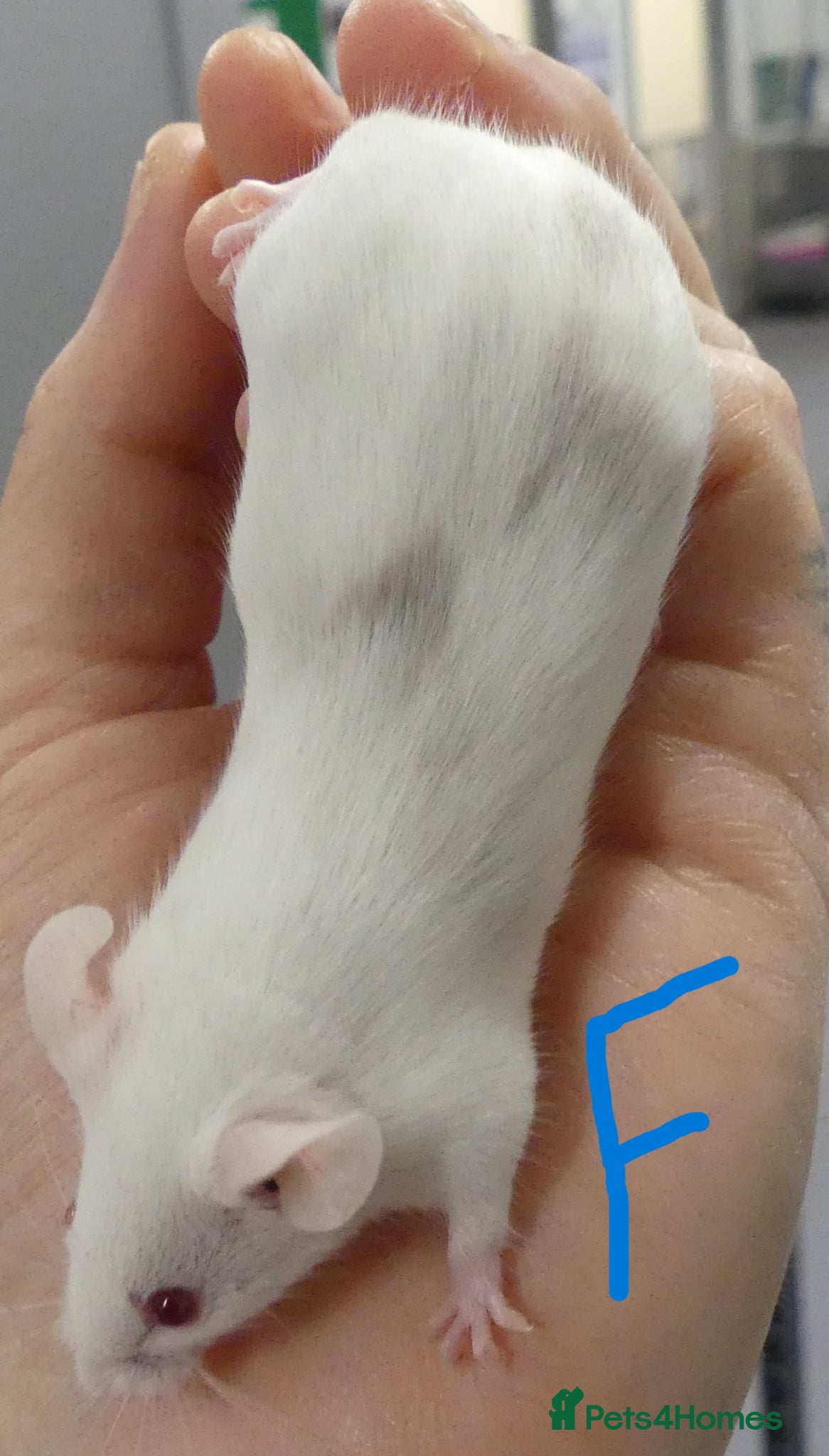 Mouse rodents Fancy Mice - Advert 10