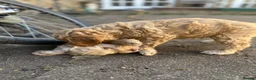 Labradoodle dogs for sale: Labradoodles (F1B) in London W8. READY TO GO HOME - Advert 5
