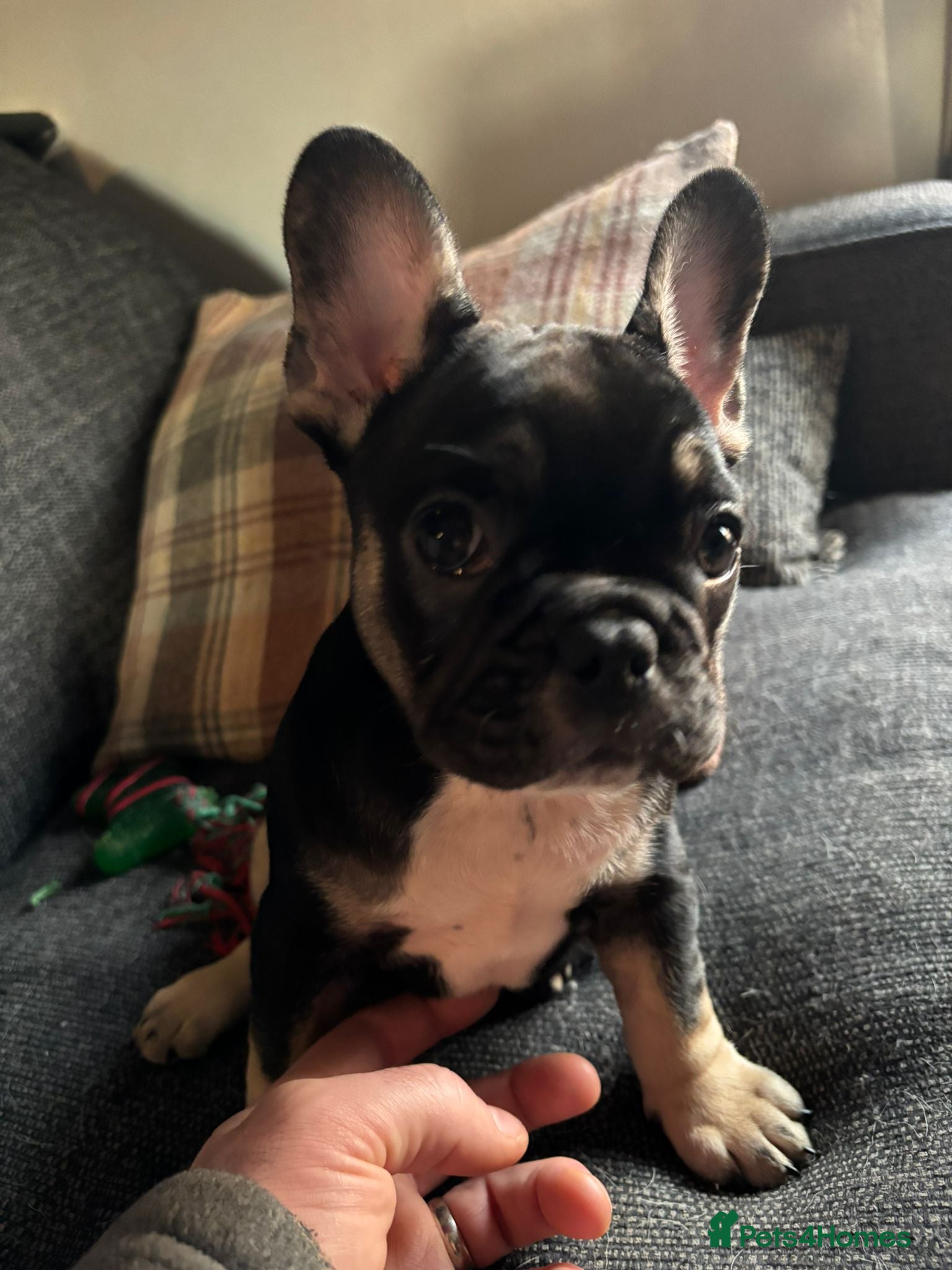 French Bulldog dogs (Price Reduced, Last 1) French Bulldog Puppies - Advert 3
