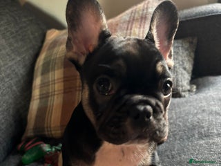 French Bulldog dogs (Price Reduced, Last 1) French Bulldog Puppies - Advert 5