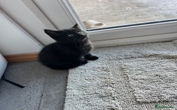 Mixed Breed cats for sale: Kittens for sale  - Advert 18