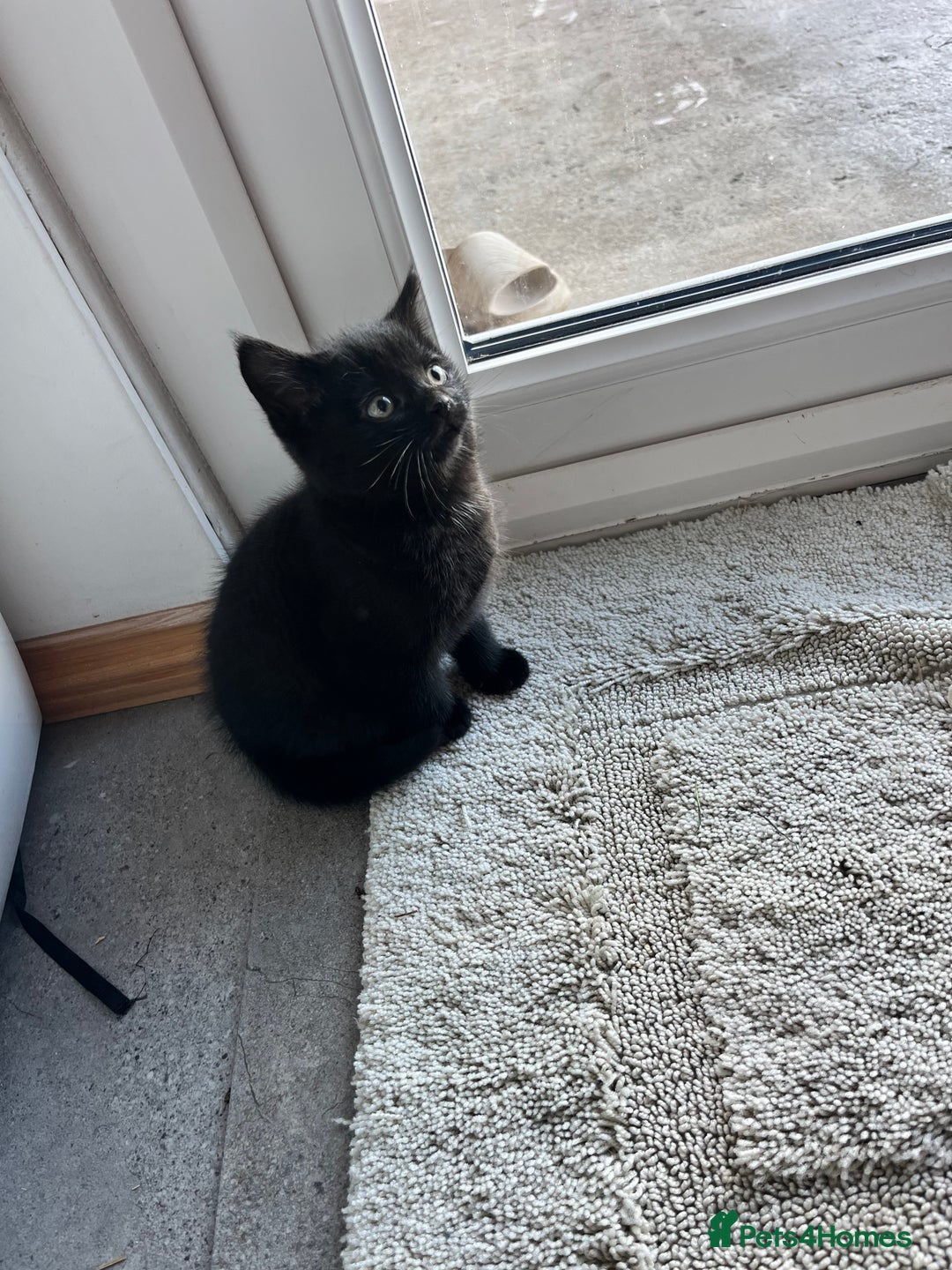 Mixed Breed cats for sale: Kittens for sale  - Advert 18