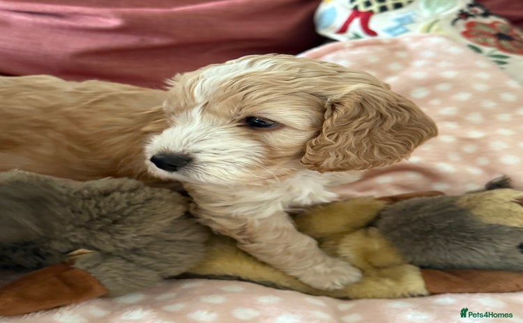 Cockapoo dogs - Advert 10