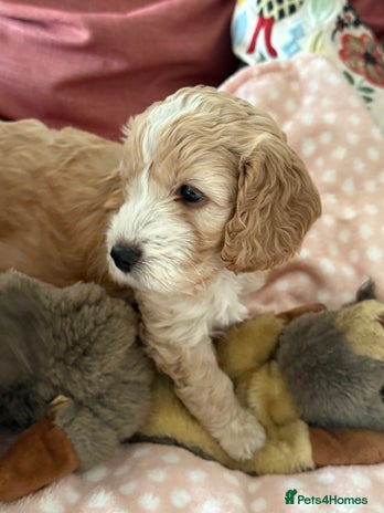 Cockapoo dogs - Advert 10