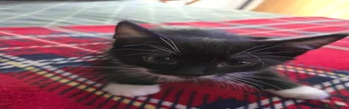 Tuxedo Male 1