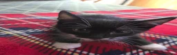 Mixed Breed cats for sale: 5 gorgeous Nebelung X British Tuxedo Shorthairs - Advert 9