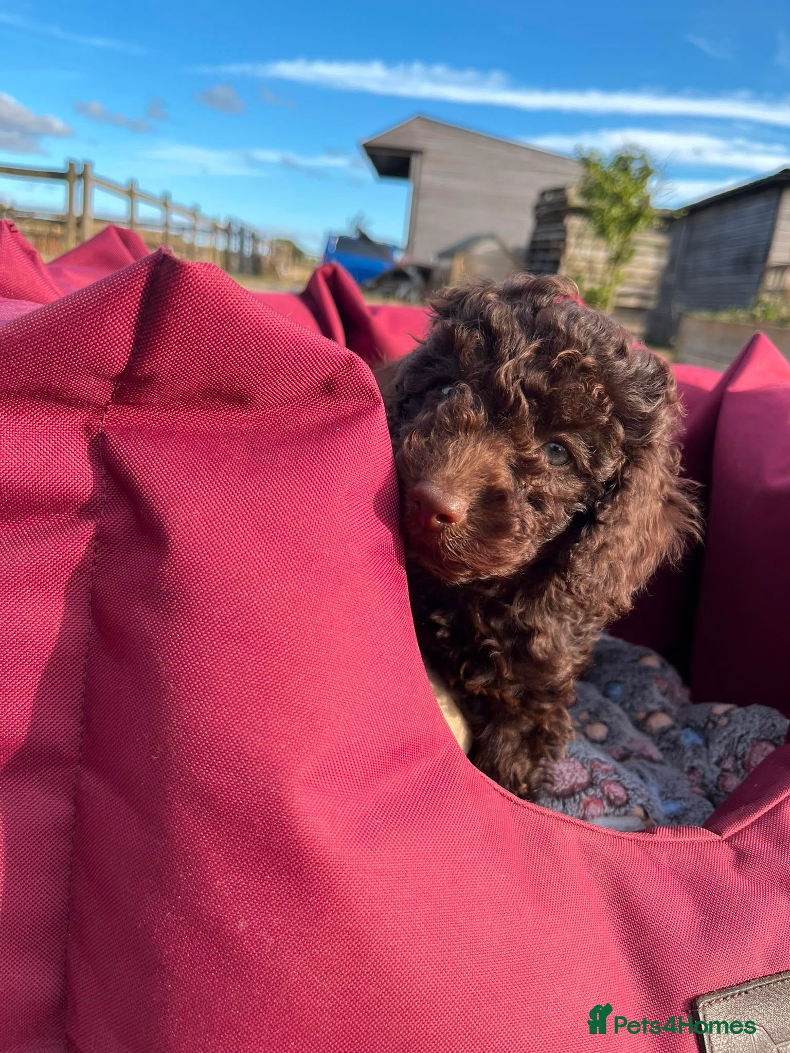 Mixed Breed dogs Poodle puppies - Advert 14