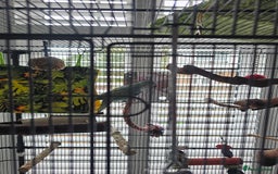 Parakeets birds for sale: Blue ring neck parakeet  - Image 2