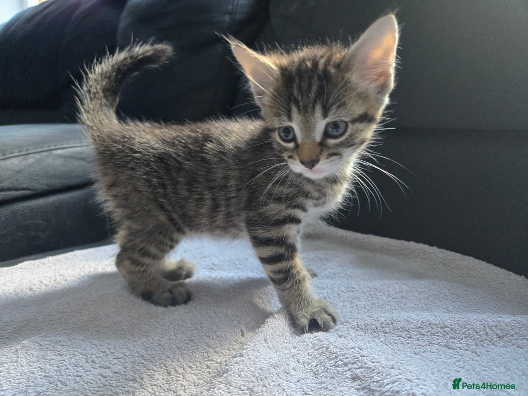 Mixed Breed cats for sale:  tabby kittens  - Image 1