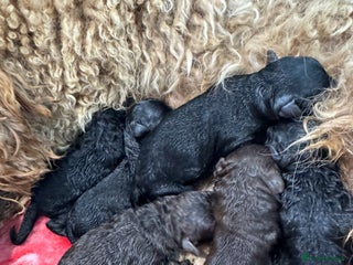 Aussiedoodle dogs Miniature Aussiedoodle Puppies 🐾 - Advert 5