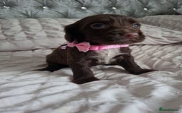 Cocker Spaniel dogs for sale: Stunning cocker spaniels for sale - Image 29