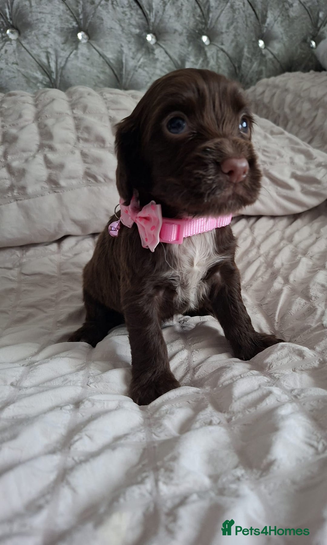 Cocker Spaniel dogs for sale: Stunning cocker spaniels for sale - Image 29