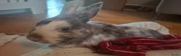 Mixed Breed rabbits for sale: 1 male rabbits for sale - Advert 2