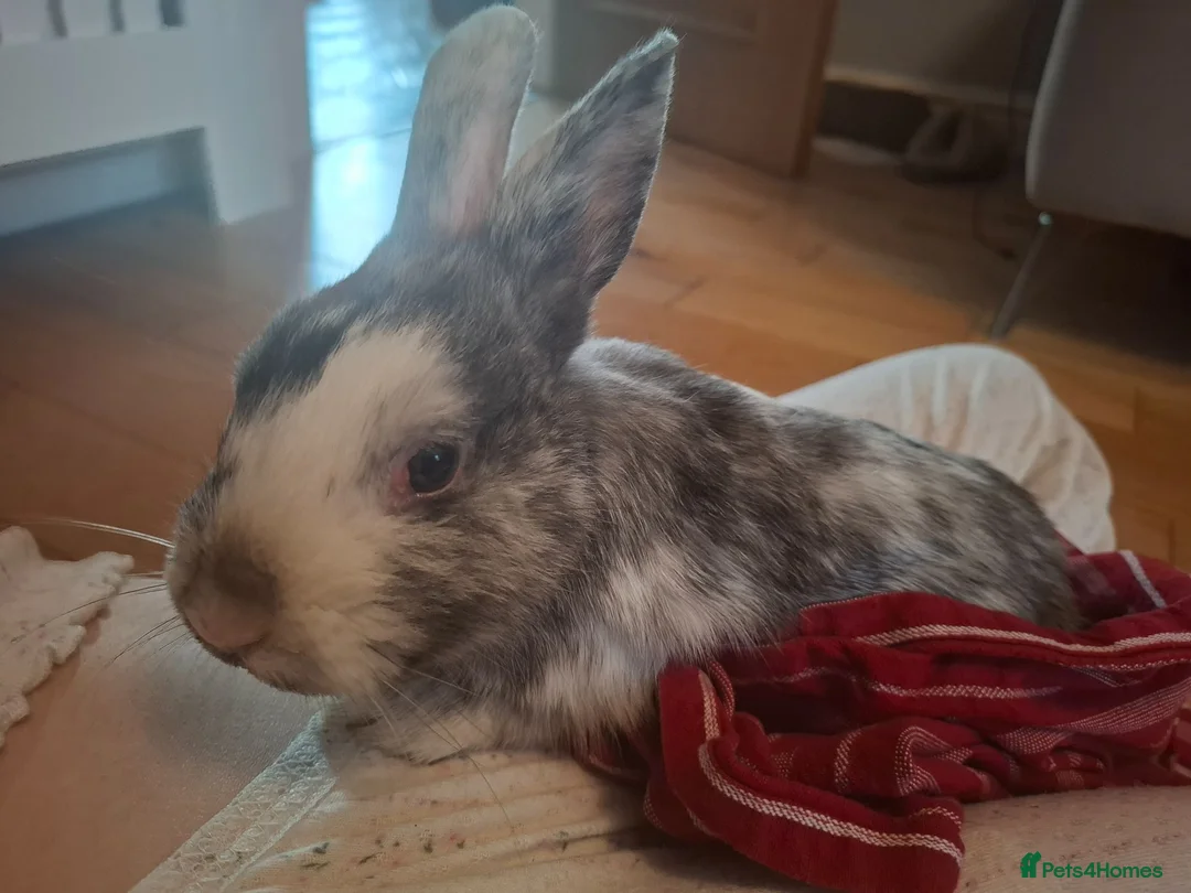 Mixed Breed rabbits for sale: 1 male rabbits for sale - Advert 2