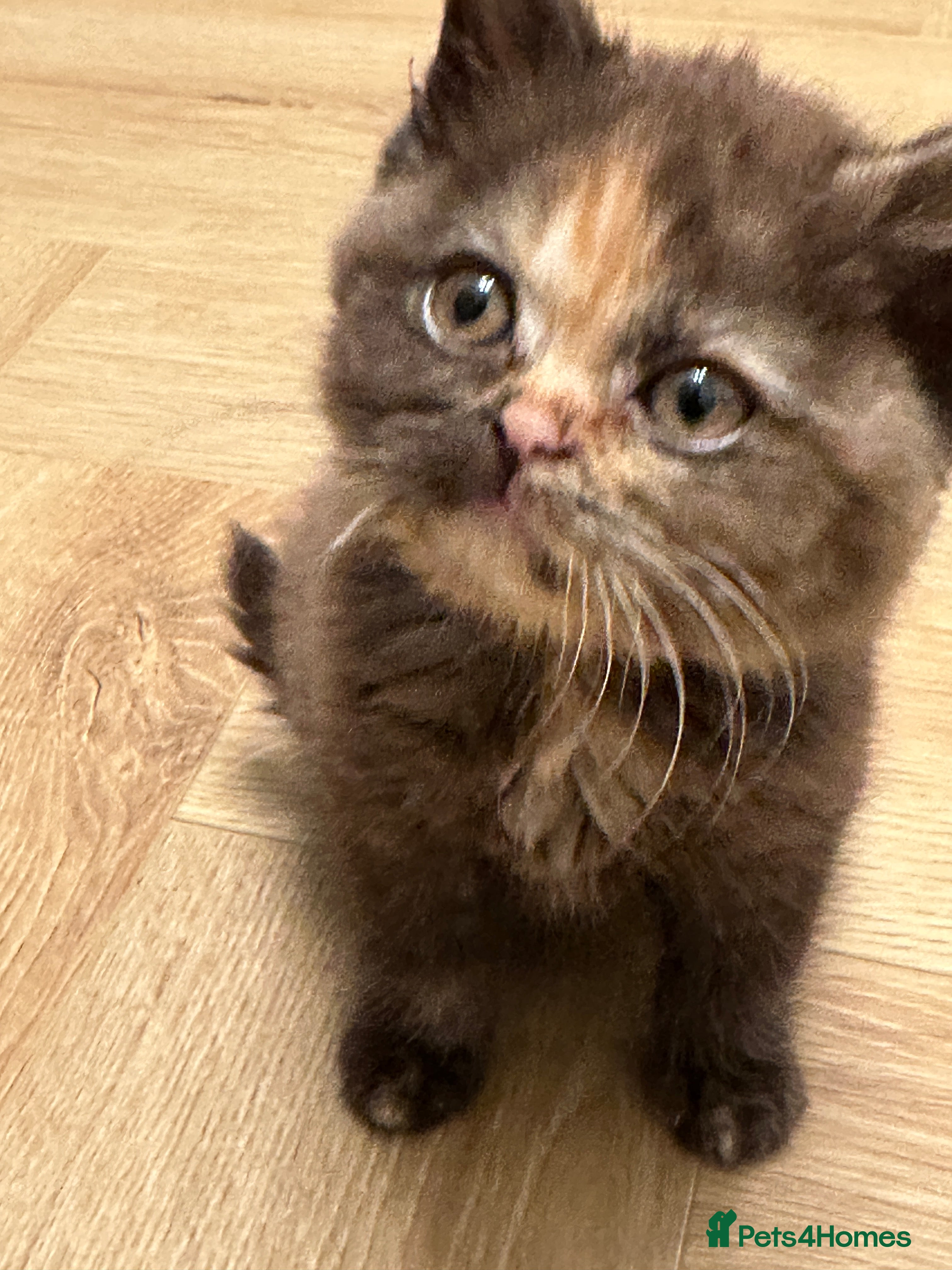 British Shorthair cats 😻Beautiful Chocolate Tortie BSH Kittens😻🎀 - Advert 1