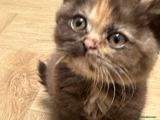 British Shorthair cats 😻Beautiful Chocolate Tortie BSH Kittens😻🎀 - Advert 1