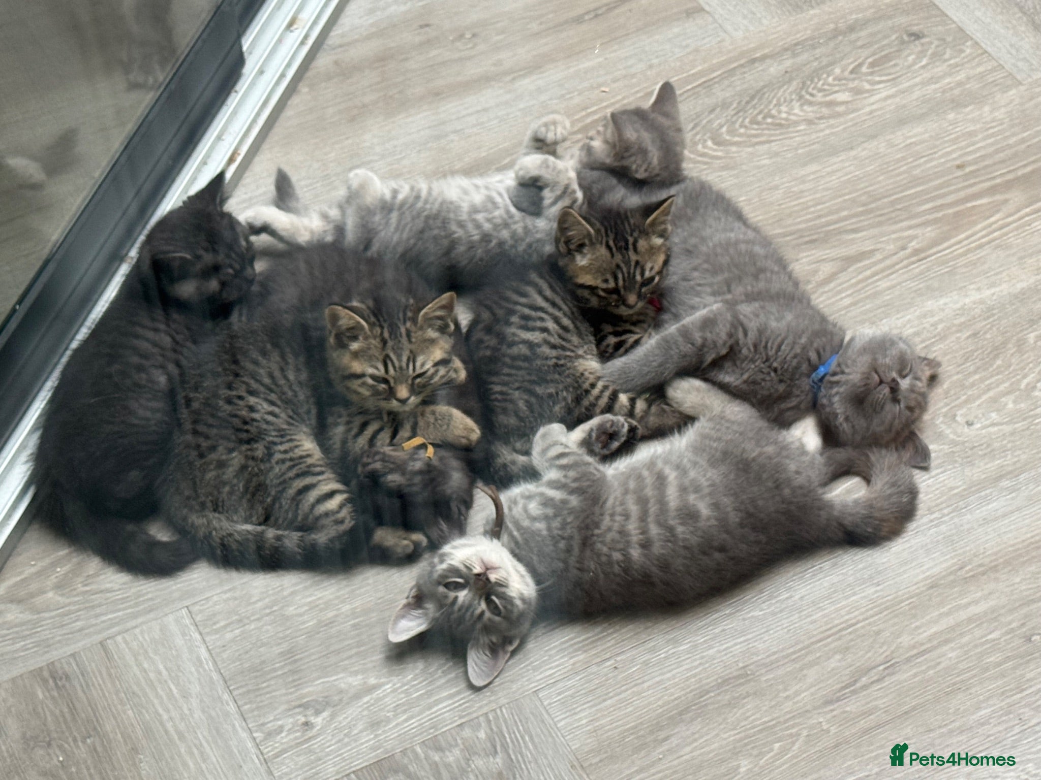 Scottish Fold cats Scottish straight kittens registered  - Advert 2