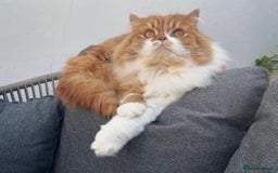 Scottish Fold cats for sale: 5yrs old beautiful fluffy Scottish fold boy  - Image 1