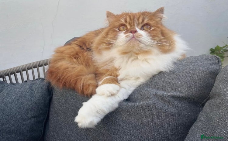 Scottish Fold cats - Advert 9