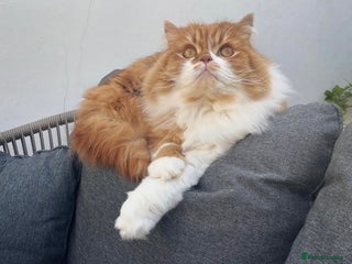 Scottish Fold cats - Advert 10