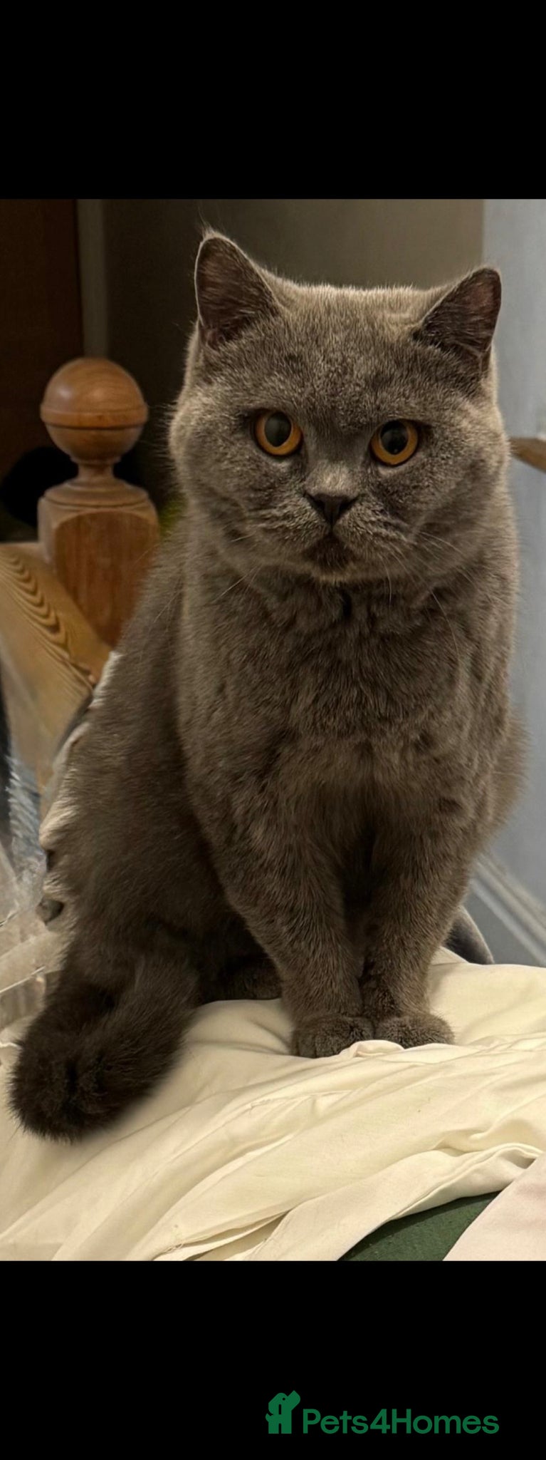 British Shorthair cats GCCF ACTIVE REG PURE BLUE PEDIGREE BSH QUEEN - Advert 16