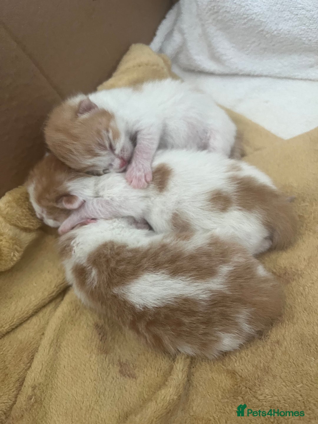 British Shorthair cats for sale: Gorgeous litter of kittens  - Image 3