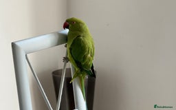 Ringnecks birds for sale: Stunning Green Female Ringneck Parakeet and cage  - Image 8
