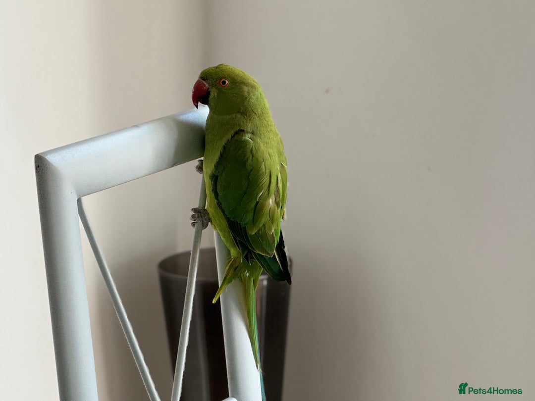 Ringnecks birds for sale: Stunning Green Female Ringneck Parakeet and cage  - Image 8