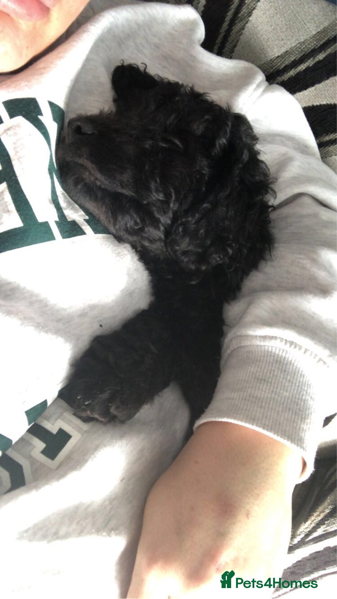 Cockapoo dogs for sale: Lucky  - Image 7