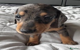 Miniature Dachshund dogs for sale: True miniature smooth coat dachshund puppies  - Image 12