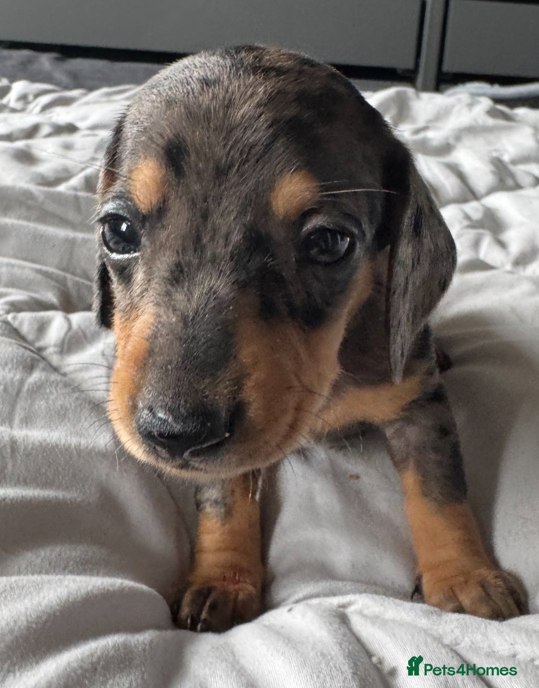 Miniature Dachshund dogs for sale: True miniature smooth coat dachshund puppies  - Image 12