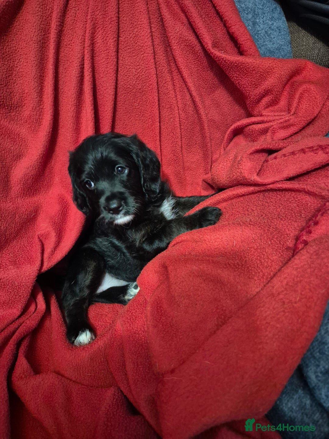 Mixed Breed dogs for sale: Beagle cross puppies for sale - Advert 9