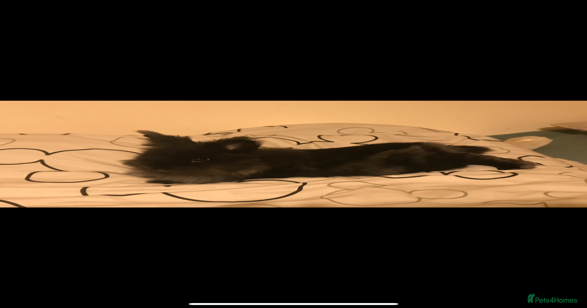 Angora Rabbit with cage and food for sale in Liverpool | Pets4Homes