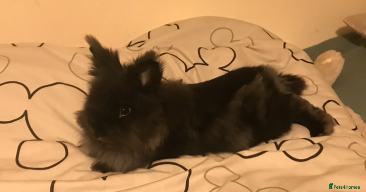 Angora Rabbit with cage and food for sale in Liverpool | Pets4Homes