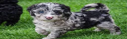 Bernedoodle dogs for sale: Bernedoodle F1B  - Advert 1