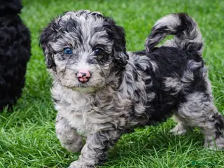 Bernedoodle dogs Bernedoodle F1B - Advert 6