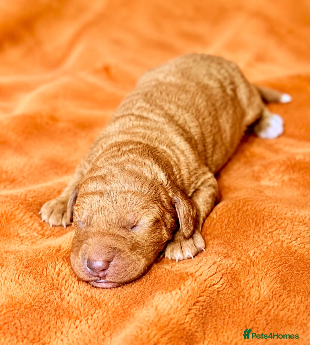 Labradoodle dogs for sale: F1 Miniature Labradoodles  - Advert 16