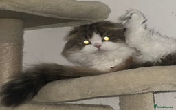 Scottish Fold cats for sale: TEDDY beautiful boy  - Advert 2