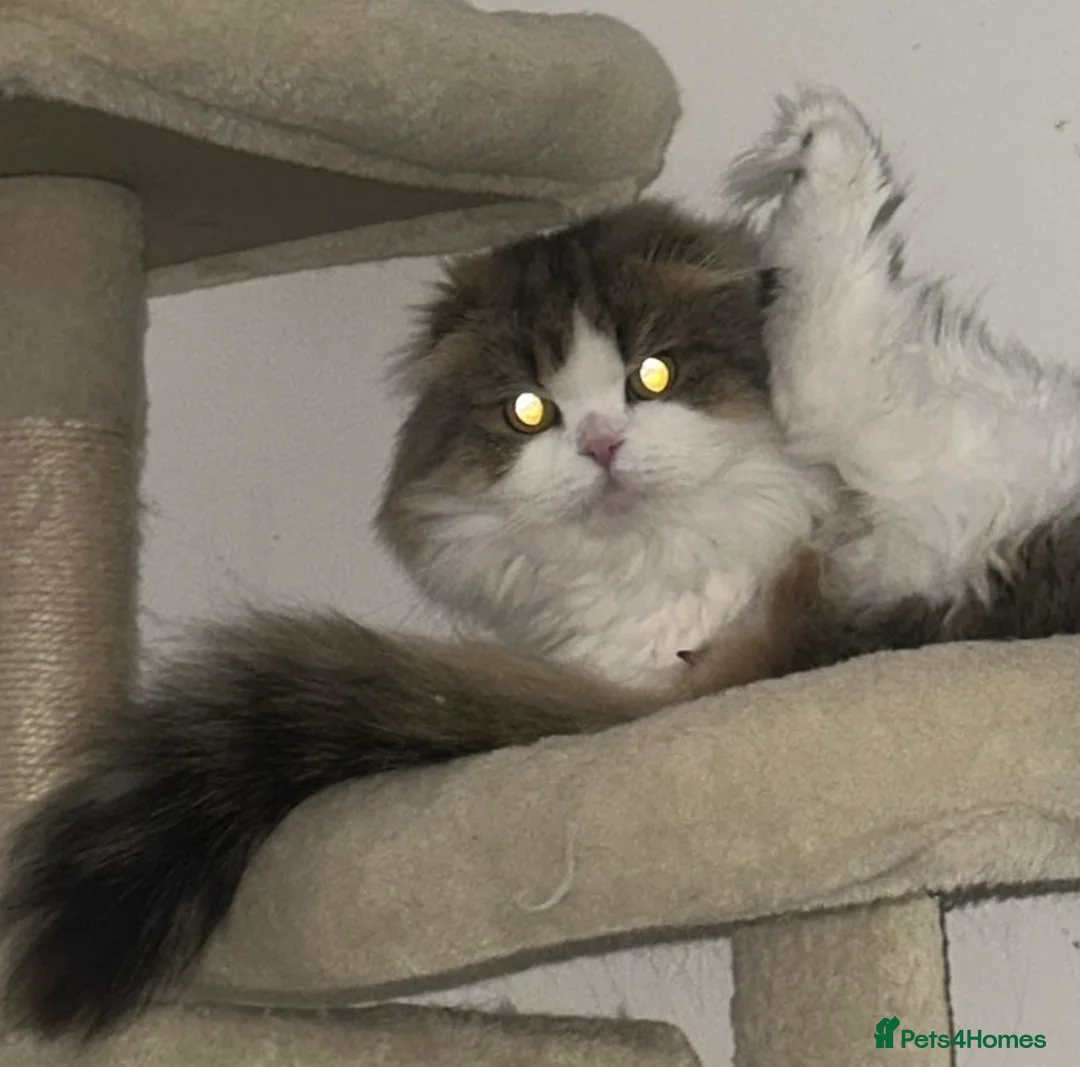 Scottish Fold cats for sale: Scottish fold longhair  - Advert 2
