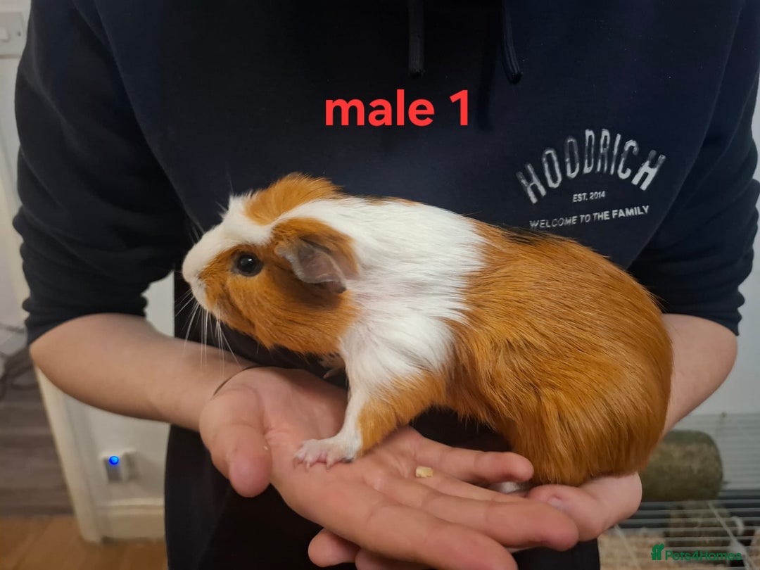 Guinea Pig rodents for sale: 13 guinea pigs mixed breed - Advert 11