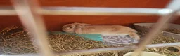 Mini Lop rabbits for sale: 💙 rescue bunnies 💕 - Advert 5