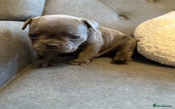 French Bulldog dogs for sale: ✨Stunning Pedigree French Bulldog Puppies✨ - Advert 38