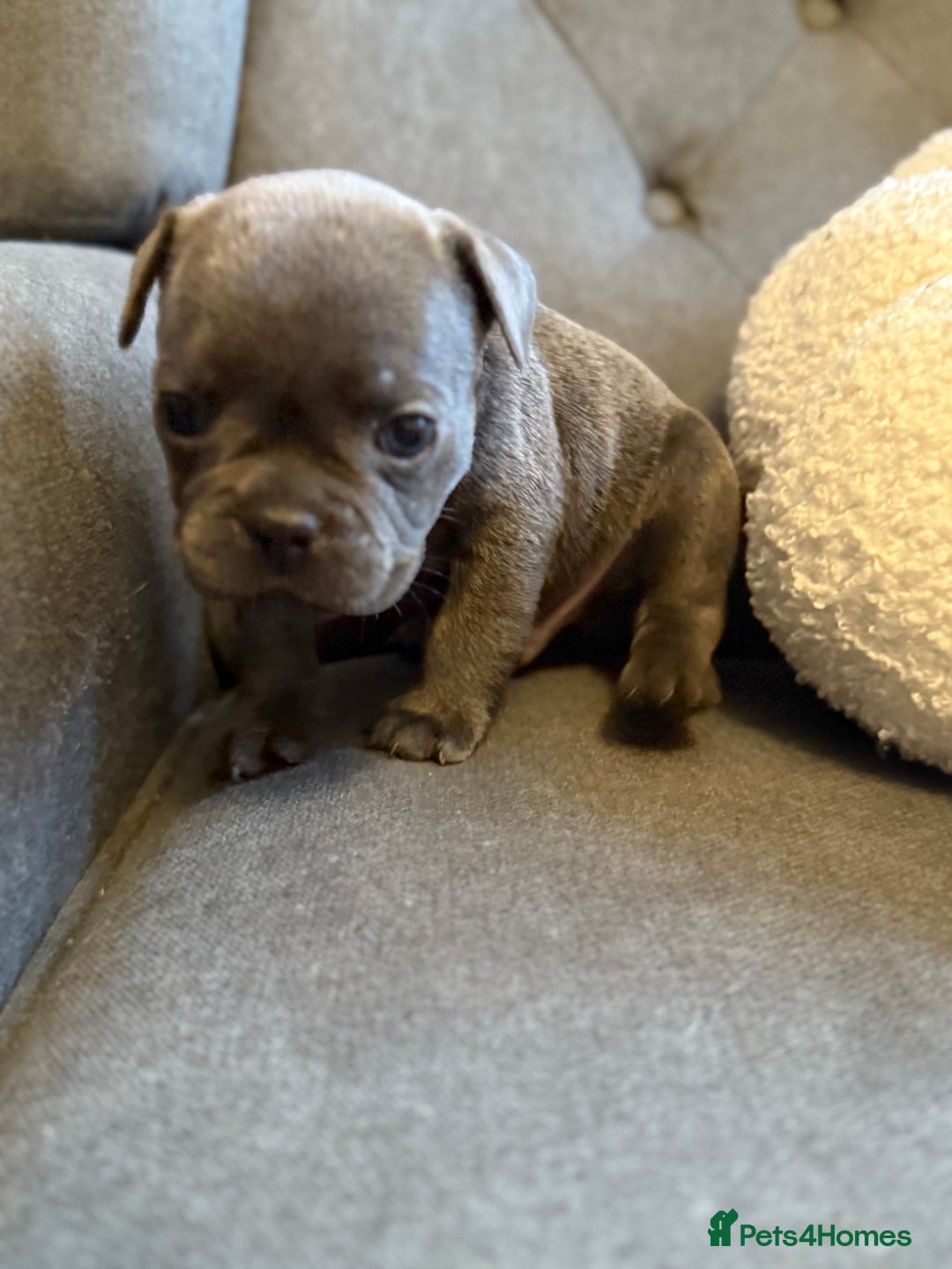 French Bulldog dogs for sale: ✨Stunning Pedigree French Bulldog Puppies✨ - Advert 38