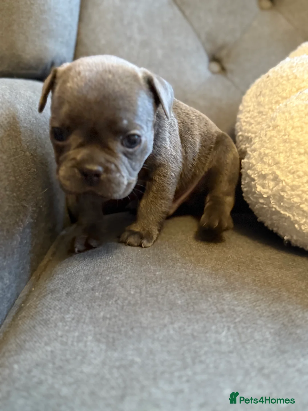 French Bulldog dogs for sale: ✨Stunning Pedigree French Bulldog Puppies✨ - Advert 30