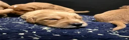 Golden Retriever dogs for sale: Wonderful litter - Advert 4
