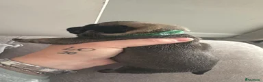 Pug Puppy 4 green collar