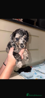 Miniature Poodle dogs Miniature Merle poodle puppies 🌈🐶❤️ - Advert 4